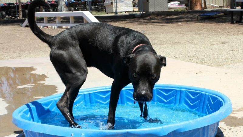 Humane Society of Imperial County - El Centro, CA