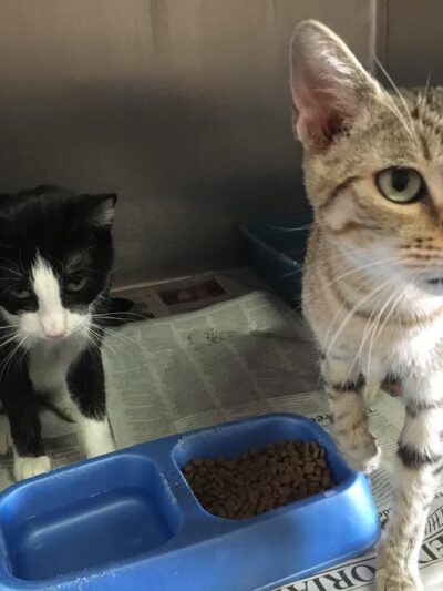Humane Society of Imperial County - El Centro, CA