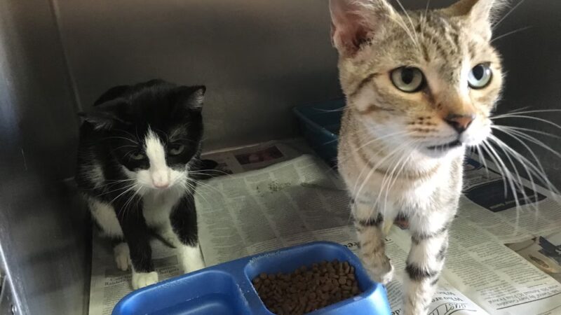 Humane Society of Imperial County - El Centro, CA