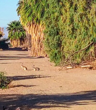 Plank Park - El Centro, CA