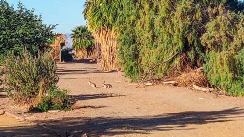 Plank Park - El Centro, CA
