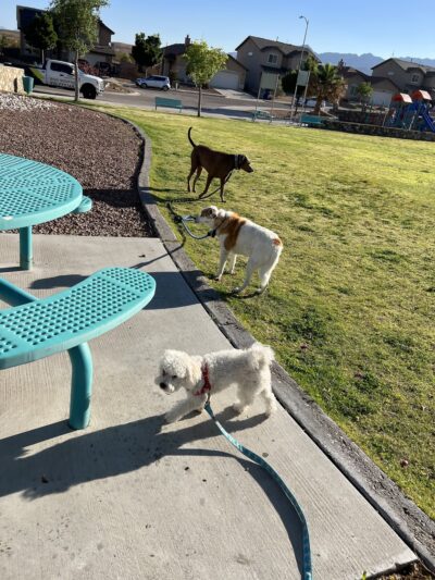 Cimarron Park - El Paso, TX