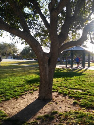 Houston Park - El Paso, TX