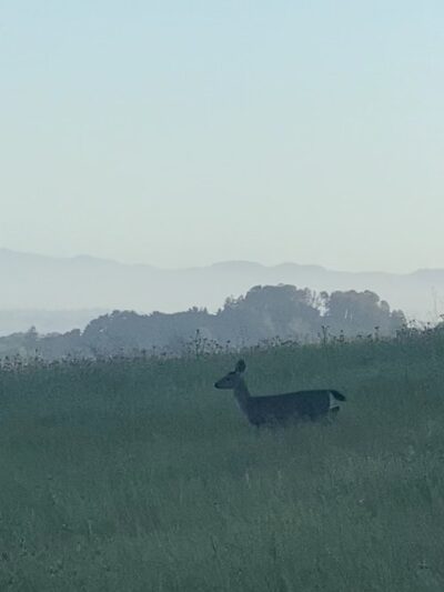 Clark-Boas Trailhead - El Sobrante, CA