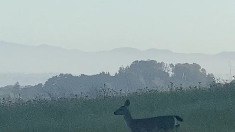 Clark-Boas Trailhead - El Sobrante, CA