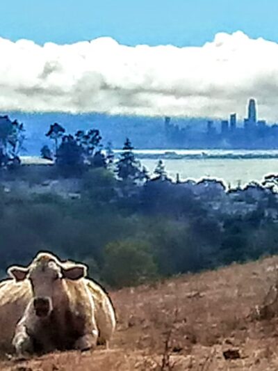 Clark-Boas Trailhead - El Sobrante, CA