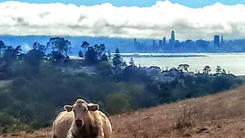Clark-Boas Trailhead - El Sobrante, CA