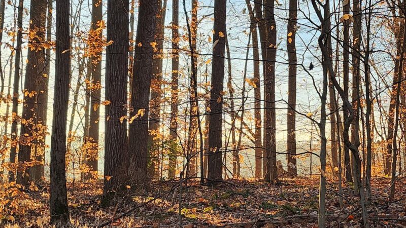 Shorline Trail - Eldersburg, MD