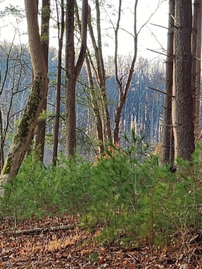Shorline Trail - Eldersburg, MD