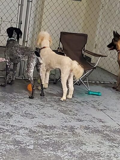 River City Bark and Park - Elizabeth City, NC