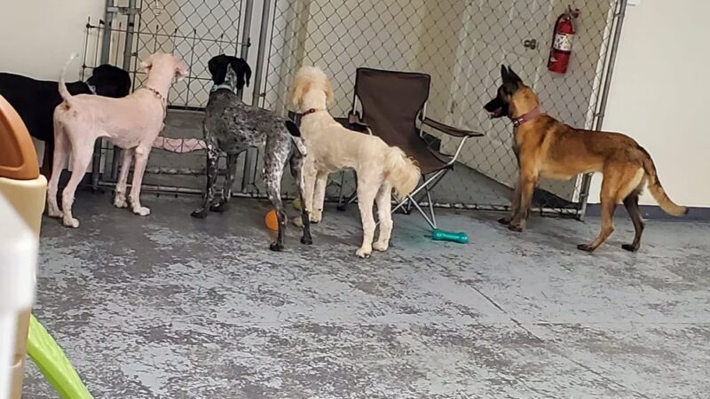 River City Bark and Park - Elizabeth City, NC