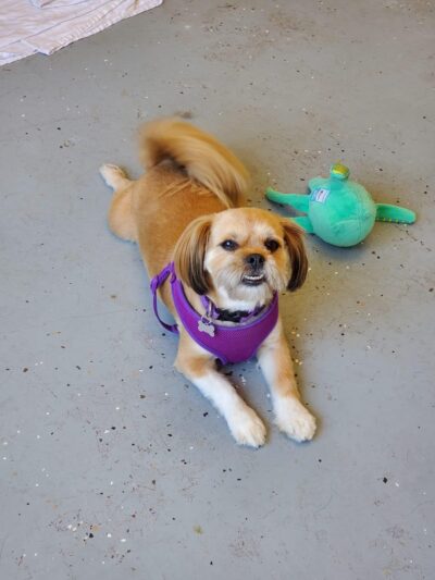 River City Bark and Park - Elizabeth City, NC