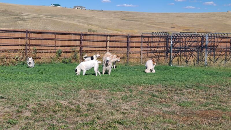 Daryana's Backyard - Elizabeth, CO
