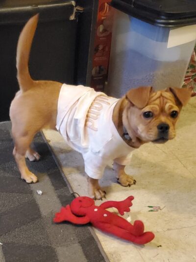 VIP Animal Hospital - Elizabeth, NJ