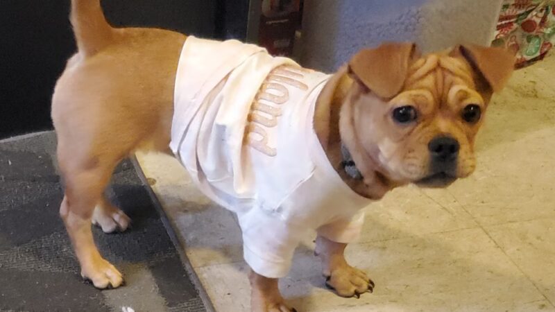 VIP Animal Hospital - Elizabeth, NJ