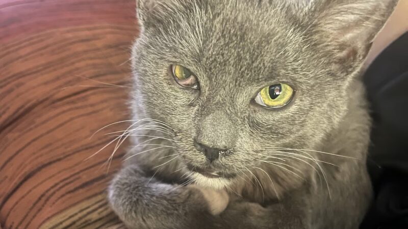 VIP Animal Hospital - Elizabeth, NJ