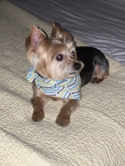 VIP Animal Hospital - Elizabeth, NJ
