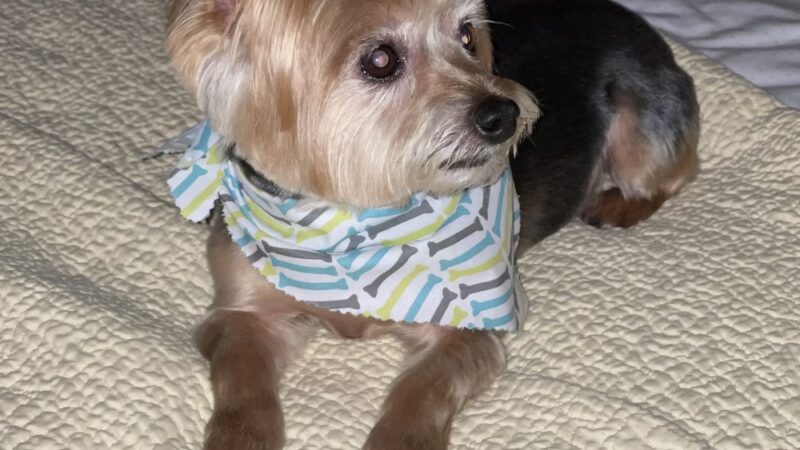 VIP Animal Hospital - Elizabeth, NJ