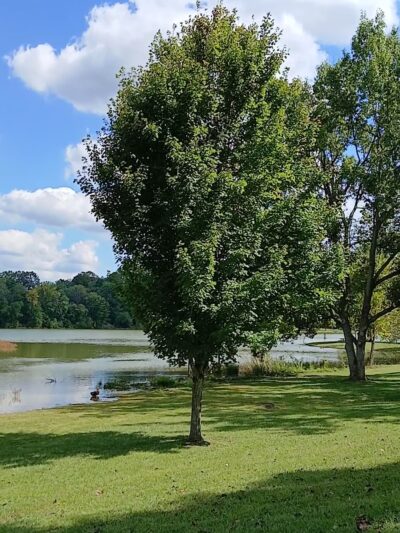 Freeman Lake - Elizabethtown, KY