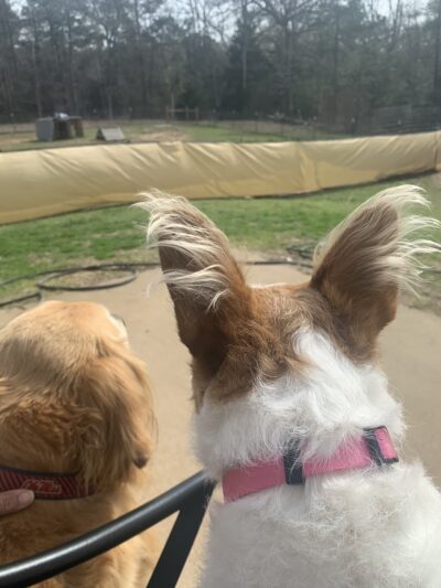 Elkhart Dog Ranch - Elkhart, TX