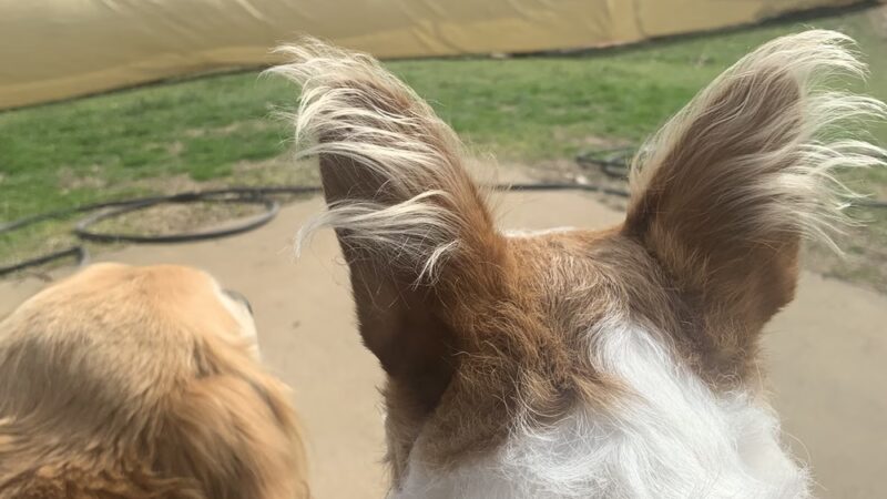 Elkhart Dog Ranch - Elkhart, TX