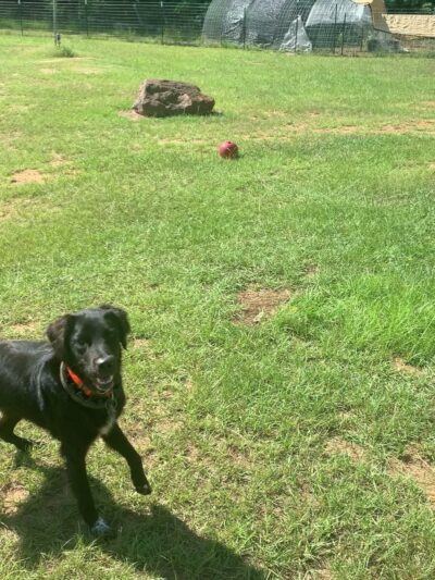 Elkhart Dog Ranch - Elkhart, TX