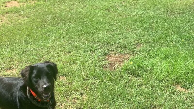 Elkhart Dog Ranch - Elkhart, TX