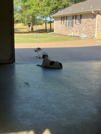 Elkhart Dog Ranch - Elkhart, TX