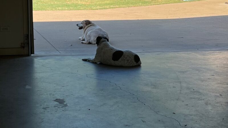 Elkhart Dog Ranch - Elkhart, TX