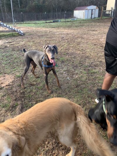Elkhart Dog Ranch - Elkhart, TX