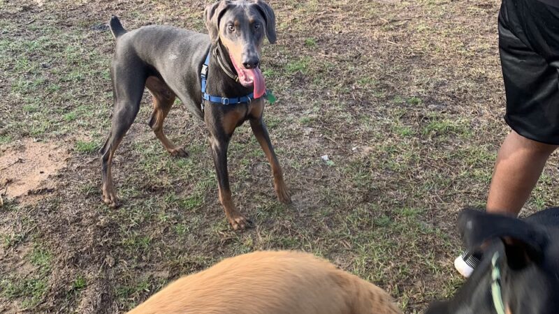 Elkhart Dog Ranch - Elkhart, TX