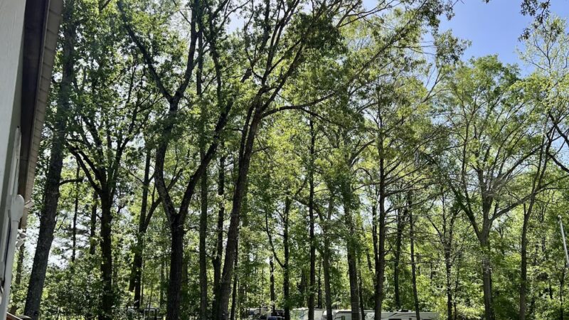 Songbird RV Park - Elkhart, TX