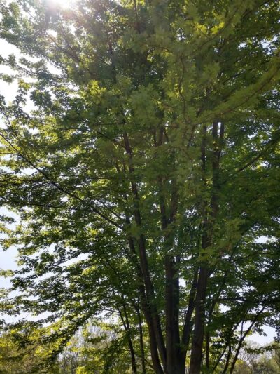 Ogontz Park - Elkins Park, PA