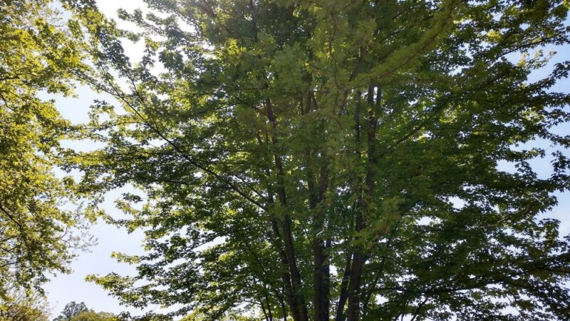 Ogontz Park - Elkins Park, PA