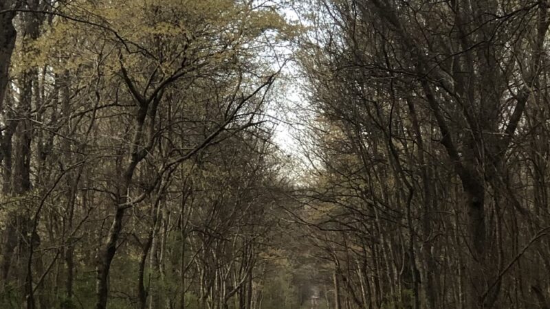 Richard Martin Trail - Elkmont, AL