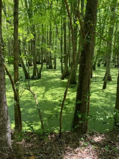 Richard Martin Trail - Elkmont, AL