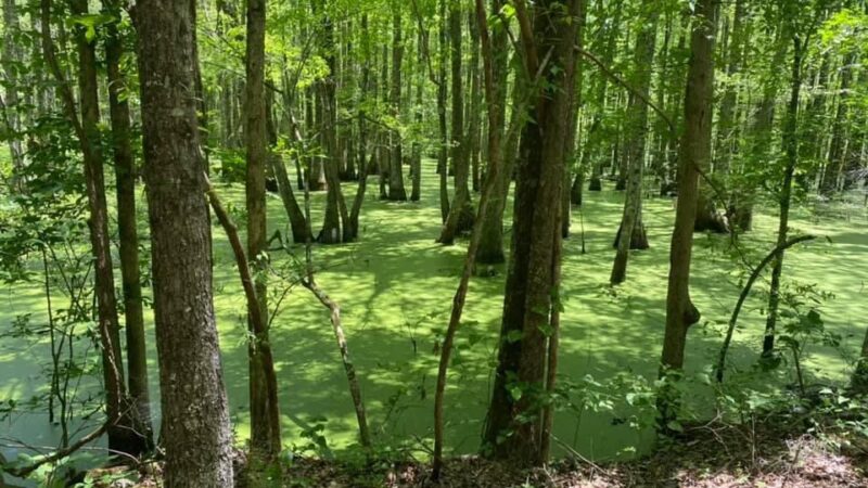 Richard Martin Trail - Elkmont, AL