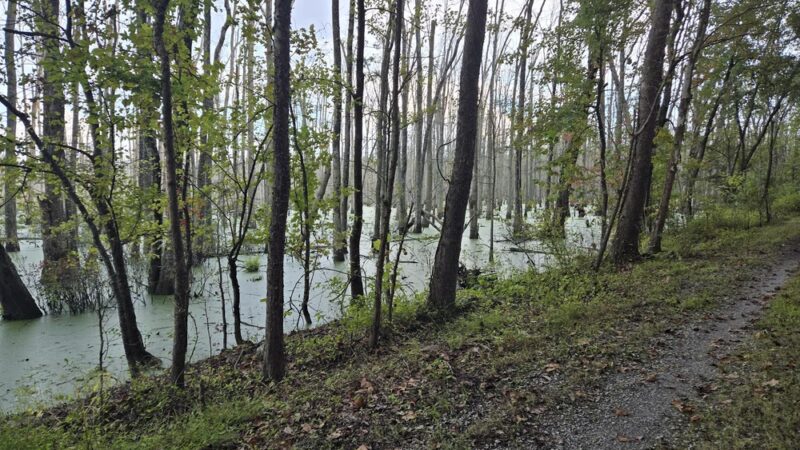 Richard Martin Trail - Elkmont, AL