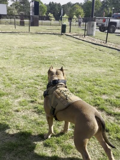 Dog Park at Love's Travel Stops - Ellabell, GA