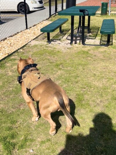 Dog Park at Love's Travel Stops - Ellabell, GA