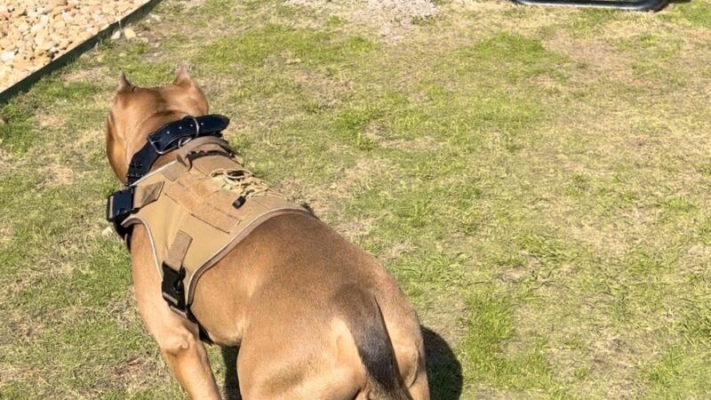 Dog Park at Love's Travel Stops - Ellabell, GA