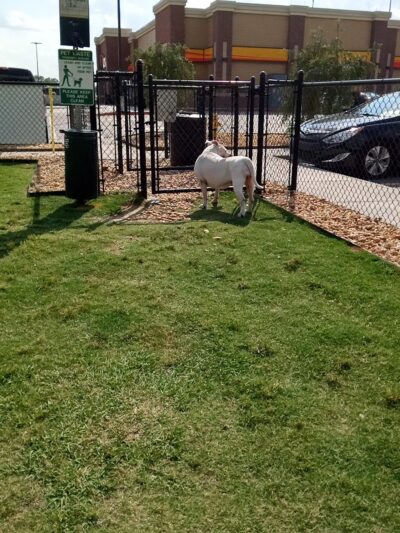 Dog Park at Love's Travel Stops - Ellabell, GA