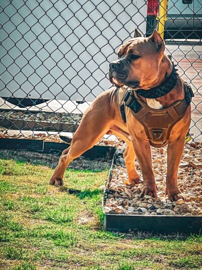 Dog Park at Love's Travel Stops - Ellabell, GA