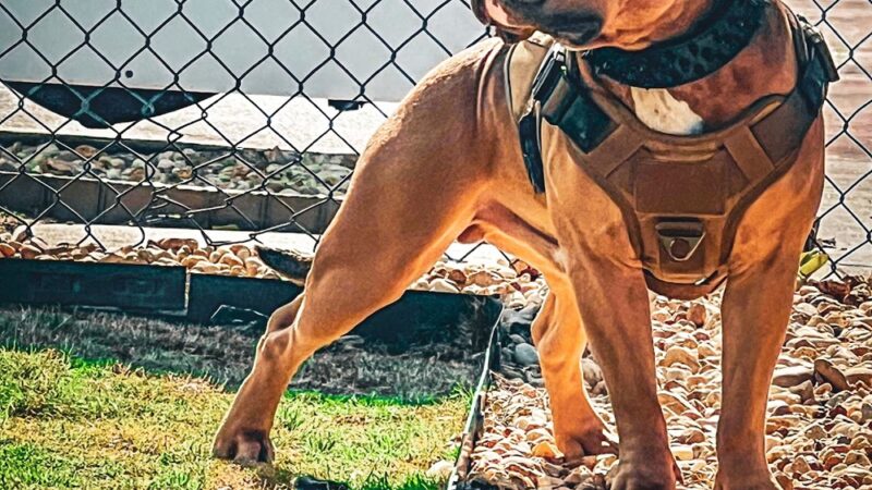 Dog Park at Love's Travel Stops - Ellabell, GA