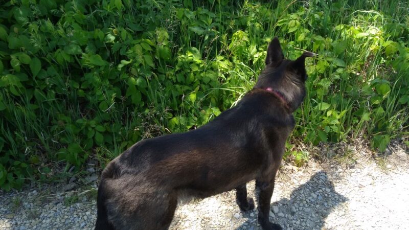 Preisker Park - Ellsworth, KS