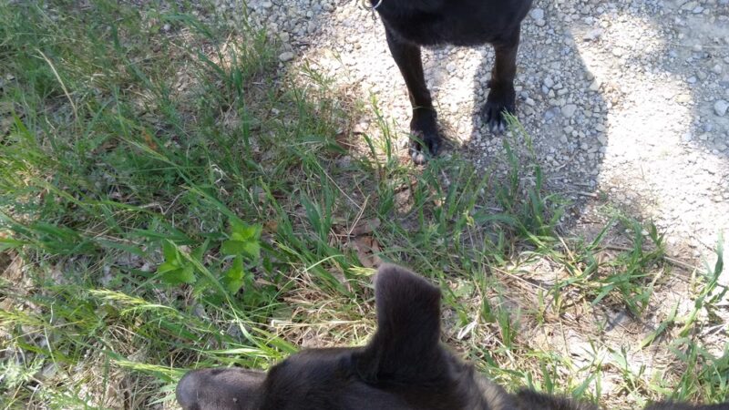 Preisker Park - Ellsworth, KS