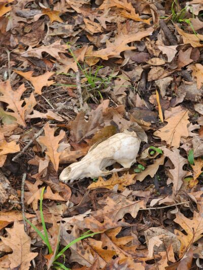 Loggy bayou camp ground - Elm Grove, LA