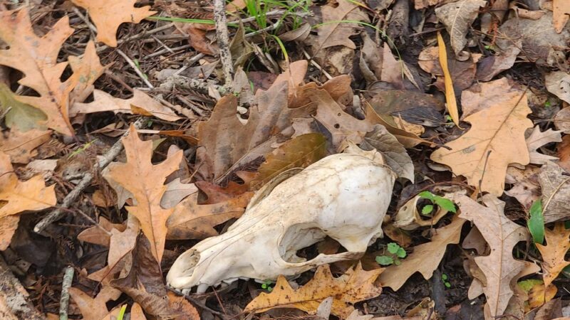 Loggy bayou camp ground - Elm Grove, LA