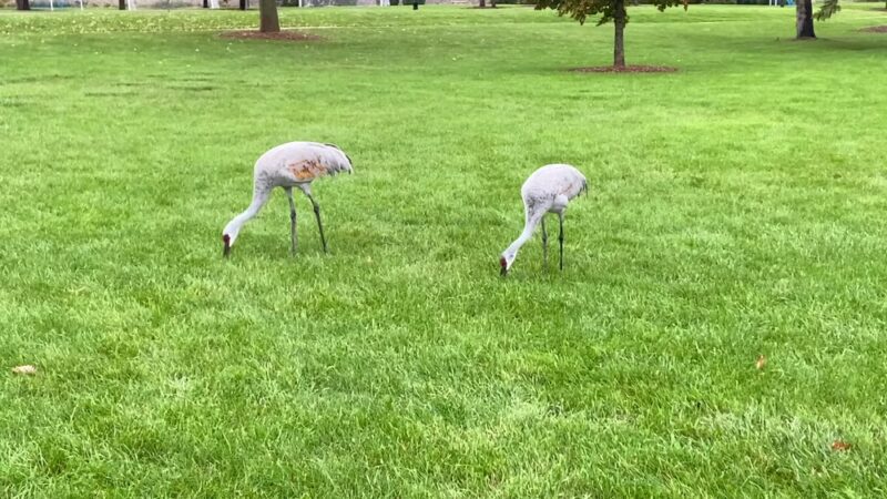 Elm Grove Village Park - Elm Grove, WI