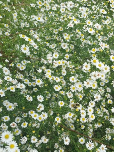 O'Connor's Tail - Elmhurst, NY